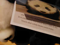 Typo on the name card of a stuffed panda