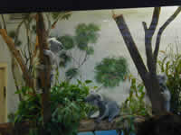 Koalas at the San Diego Zoo