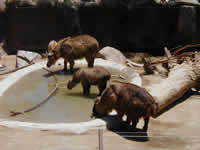 Takin at the San Diego Zoo