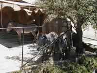 Zebras at the San Diego Zoo